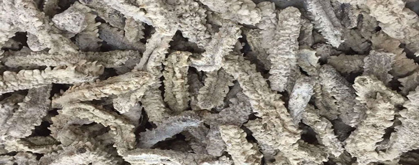 從加拿大進(jìn)口海參如何清關(guān)捺氢？需要哪些資質(zhì)？