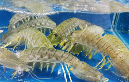 海鮮怎么進(jìn)口報(bào)關(guān)今天？有哪些注意事項(xiàng)残宽？